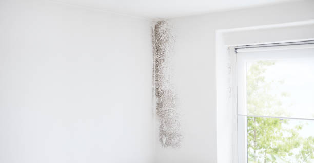 Mold Documentation for Insurance Claims in Loveland, OH